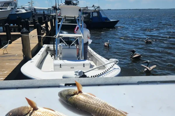 1216355378551452628_